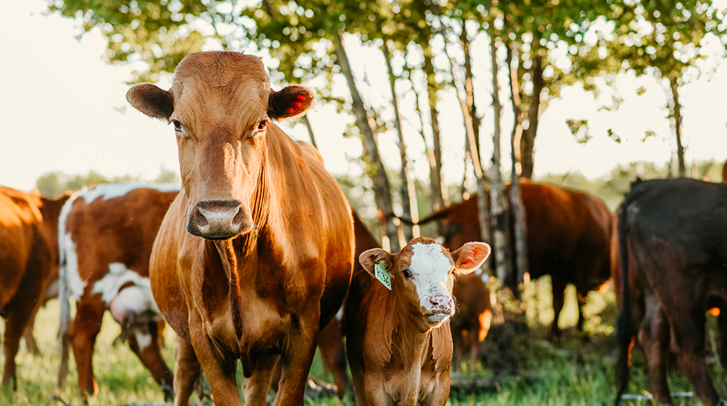 A cow stands next to her calf in a pasture