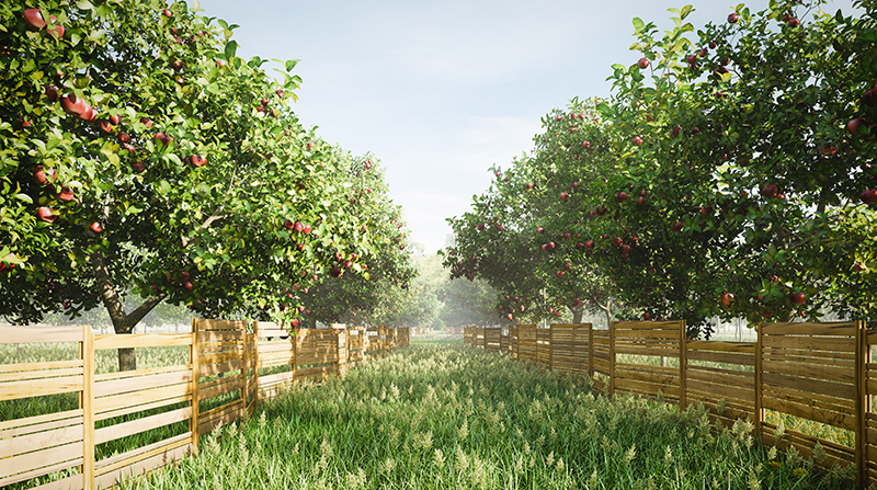 Fences line two long rows of apple trees in an orchard